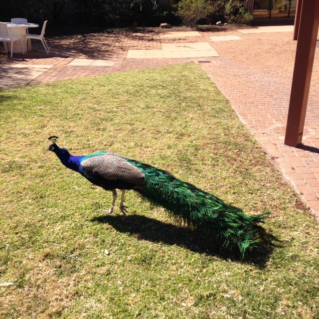Peacock by the pool 