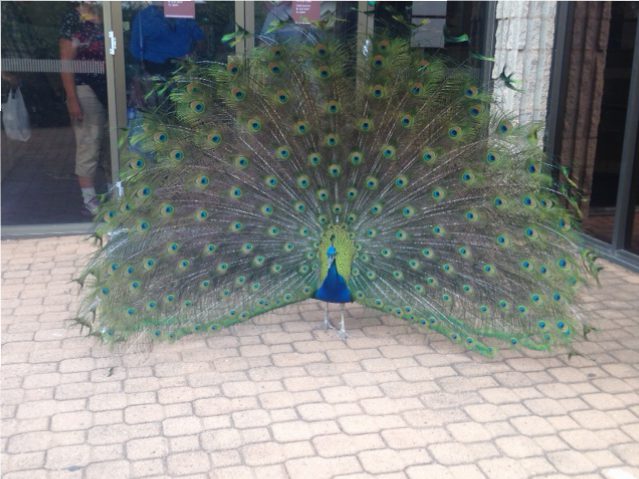 peacock_alic_springs_2