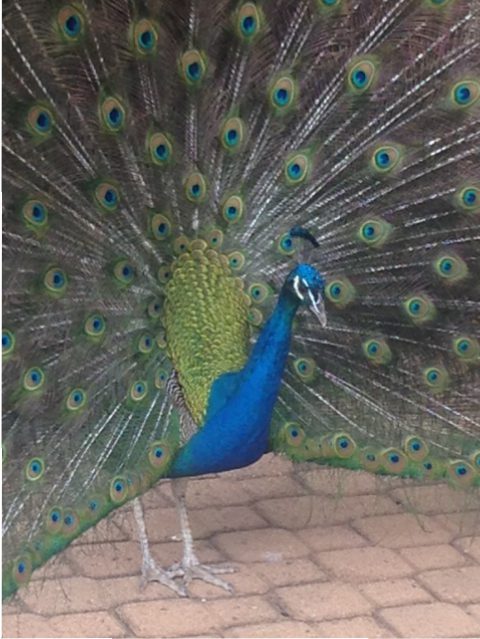 Peacock at Alice Springs