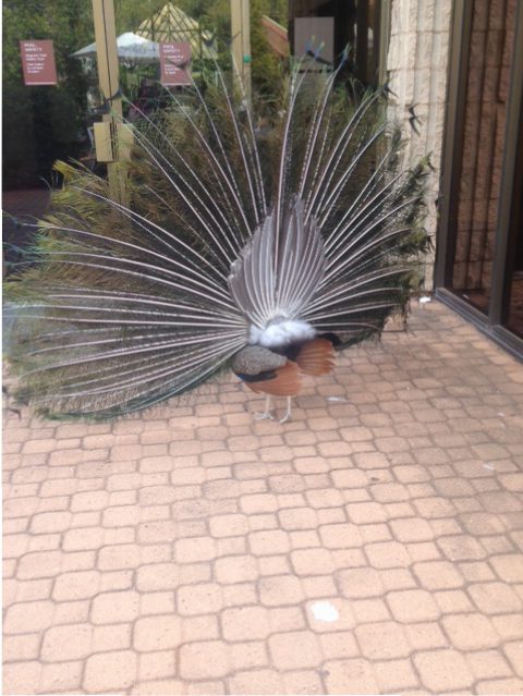 The back of a peacock.